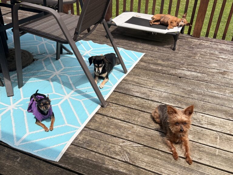Meet the Dogs